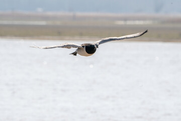 A goose flies by, above the lake. Blue sky and sun