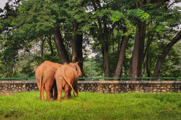 Naklejka premium Elephants