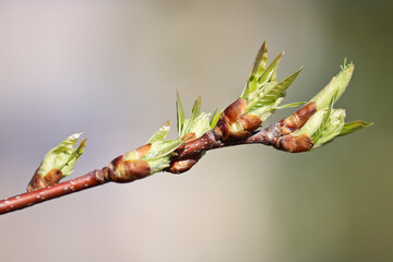 Young buds and leaves bloom. The first leaves on the apple tree. Blurred spring background. Selective focus.