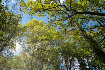 View under the trees in the forest