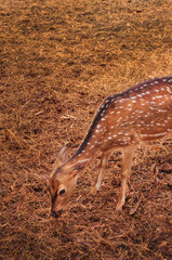 Deer