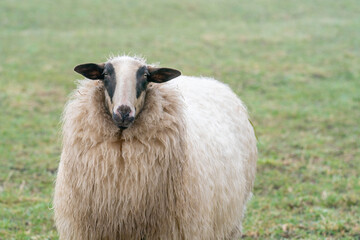 Fototapeta premium One sheep in the mist. The sheep looks into the camera, detail shot, part of body. Sheep stands in the spring grass. Agriculture and extensive traditional sheep breeding