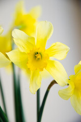Naklejka na ściany i meble Bright yellow narcissus flower in the vase. Spring flowers.
