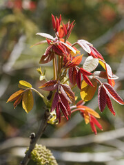 Juglans regia | Die Echte Walnuss oder der Nussbaum. Männlicher Blütenstand in der Mitte des Frühlings