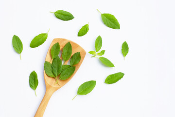 Holy basil leaves with spatula on white