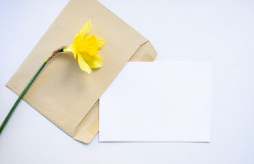 Greeting card, postcard, invitation with envelope mock up on white background with yellow narcissus flower. Flat lay with flower.