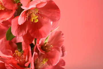 Obraz na płótnie Canvas Spring flowers of red color on a red background.