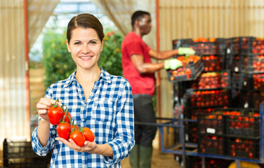 Smiling female horticulturist engaged in cultivation of organic vegetables showing rich crop of tomatoes in greenhouse warehouse