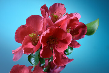 Spring flowers of red color on a blue background. Branch with inflorescences.