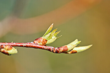 Young buds and leaves bloom. The first leaves on the apple tree. Blurred spring background. Selective focus.