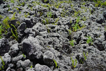 new growth on the lava rocks of moss and weeds on the tropical island of La Réunion, France