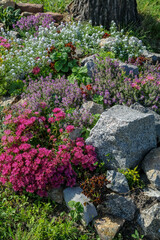 flowers in a garden