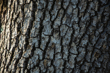 Texture background poplar tree bark closeup