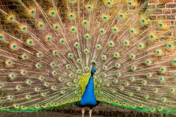 Naklejka premium Peafowl male (Pavo)