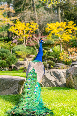 Obraz premium Peafowl male (Pavo)
