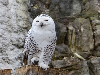 The polar owl.
 This is a large bird. Its average wingspan is one and a half meters. The white plumage is very thick and quite warm. There are dark spots on the plumage.