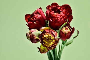 Curly tulips. Buds on a green background, bouquet composition.