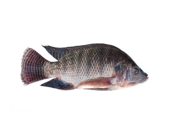 Tilapia fish isolated on white background(Oreochromis niloticus).