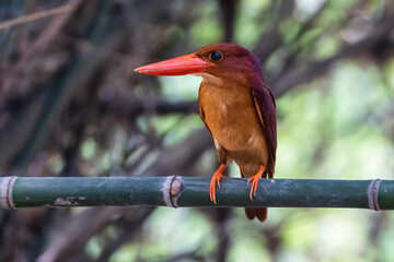 Beautiful red Kingfisher, male Ruddy Kingfisher (Halcyon coromanda) sitting on a branch