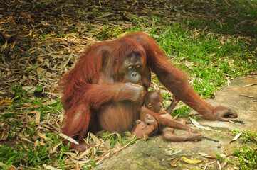 A photo of orangutan at the Ragunan zoo, Jakarta
