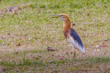 javan pond heron perching on the grass