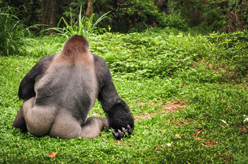 A black gorilla sitting in the grass at Ragunan Zoo, Jakarta - Powered by Adobe