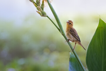 Female bird of asian golden weaver. Beautiful Birds in Nature