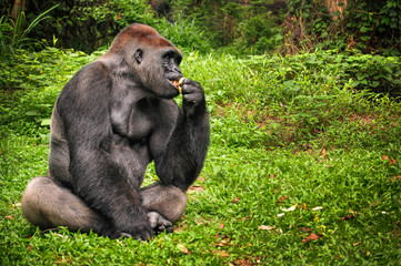 A black gorilla sitting in the grass at Ragunan Zoo, Jakarta © Marlon Hutajulu