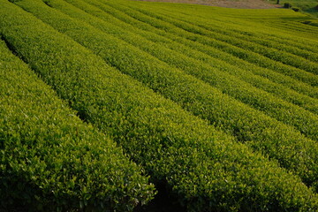 Fototapeta na wymiar Japanese tea plantation