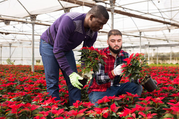 African and Caucasian men supervising growth of Poinsettia plants (Christmas flower) in greenhouse...
