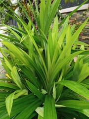 Obraz premium The pandan leaves in front of the house