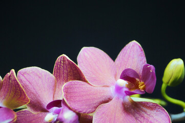 purple orchid with green bud beautiful houseplant garden flora botanical nature horizontal image on black background 