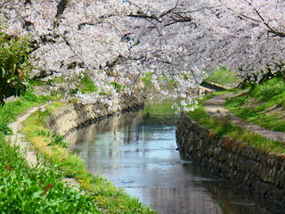日本の川と春の景色