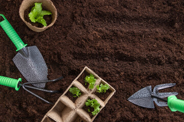 shovel, green seedlings in peat seedling pots and rake on the front of the plowed land. backyard vegetable garden planting concept with copy space. Soft focus.