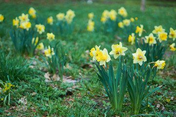 Daffodils in the Royal Bath park in Warsaw (Łazienki Królewskie)