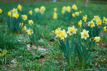 Fototapeta premium Daffodils in the Royal Bath park in Warsaw (Łazienki Królewskie)