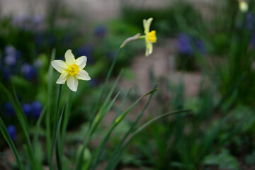 Close up of white Daffodil Narcissus flower plant in the garden springtime bloom