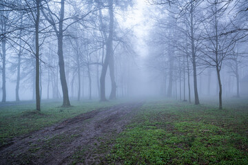 pusta droga we mgle z drzewami po bokach - obrazy, fototapety, plakaty