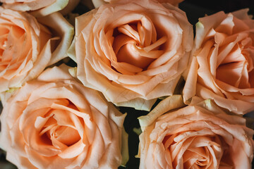 Floral background of pink scented roses. Macro bouquet of fresh pink roses. Beautiful pink roses are blooming.
