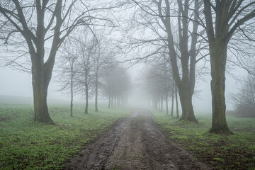 pusta droga we mgle z drzewami po bokach