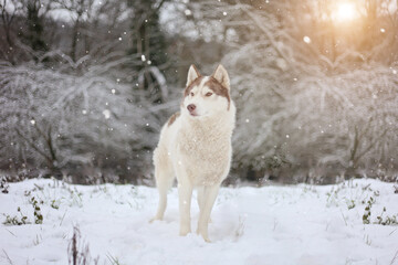 Husky Sibérien