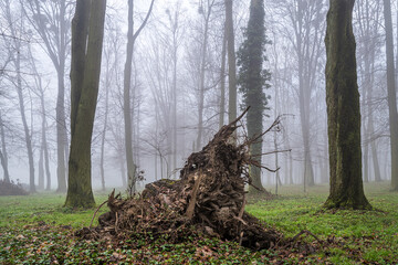 mgła w lesie © Henryk Niestrój