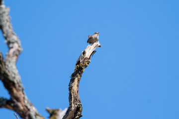 Wren on top of a branch against blue sky
