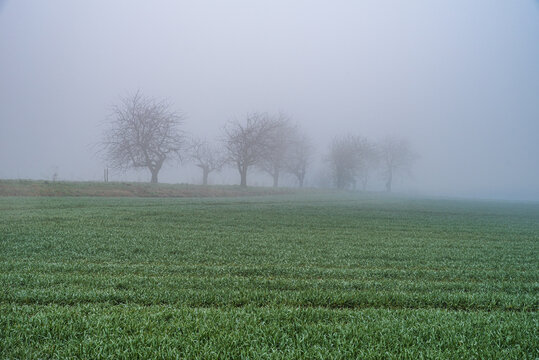 pola i drzewa w porannej zimnej mgle