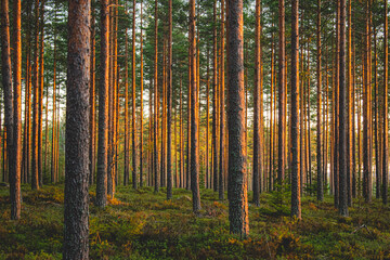 Pine tree forest in sunset light in Finland © Tuomas Lahtinen