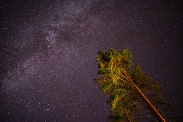 Starry sky with a pine tree on foreground in Finland