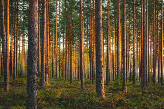 Pine tree forest in sunset light in Finland