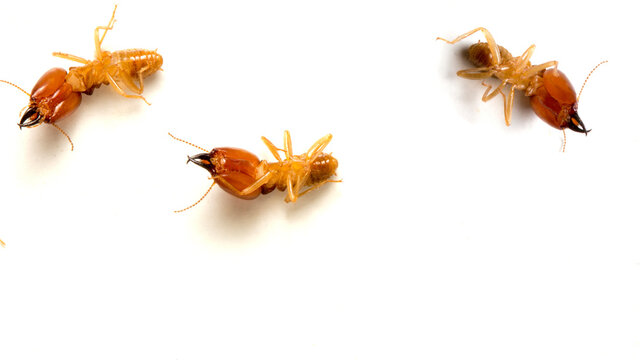 Close up termites dead on a white background. concept of insect control.