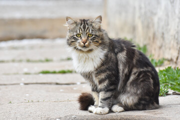 Cat Portrait, Norwegian Forest cat. Norwegian fluffy cat in backyard