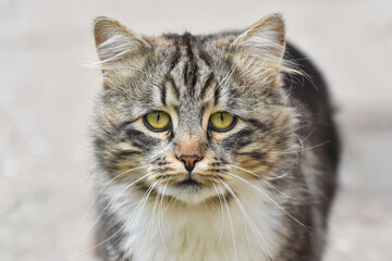 Cat Portrait, Norwegian Forest cat. Norwegian fluffy cat in backyard